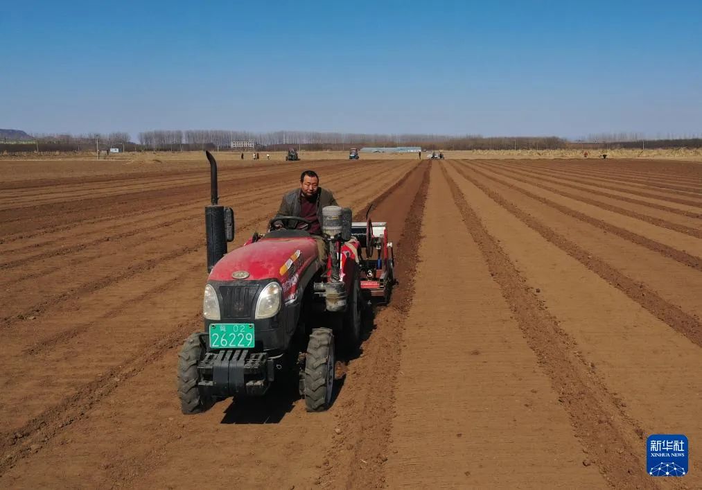 3月12日,河北省滦州市油榨镇的农民在田间使用播种机种植豌豆(无人机