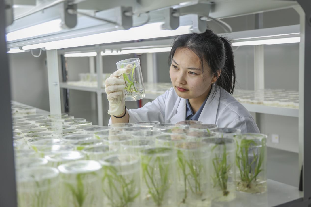 在隆平生物实验室,科研人员在观测实验样本.陈聪聪 摄