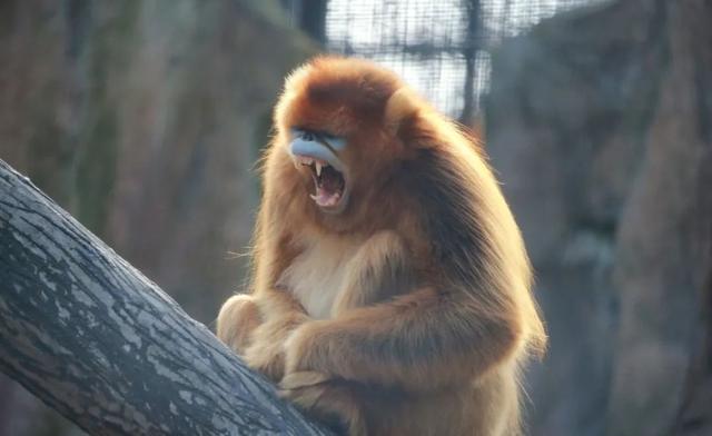 来和它们一起打个哈欠～|阳光_新浪财经_新浪网