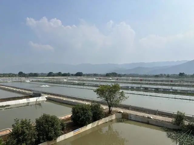 肇庆首张!粤港澳大湾区认证的产品在这里,你吃过吗?