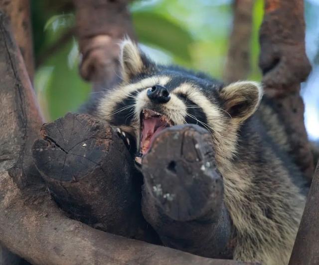 来和它们一起打个哈欠～|阳光_新浪财经_新浪网