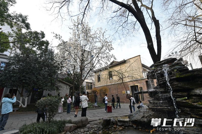 组图丨白玉兰盛放,程潜公馆成"新晋网红"打卡点|白玉兰_新浪财经_新浪