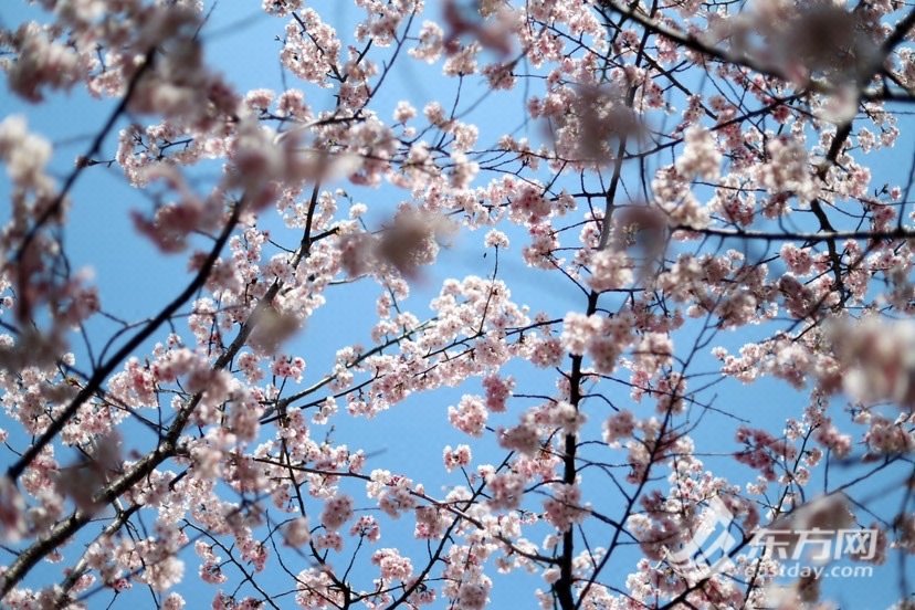 早樱绽放春意探头,申城赏樱季打卡指南出炉_新浪财经_新浪网