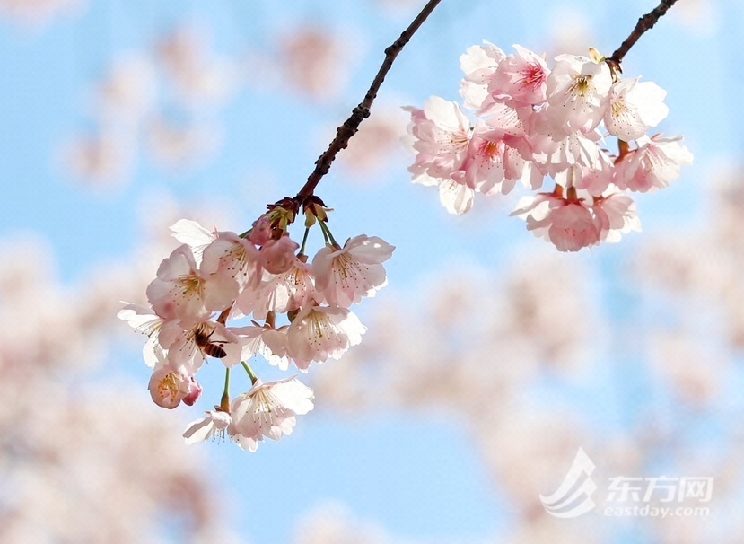早樱绽放春意探头,申城赏樱季打卡指南出炉_新浪财经_新浪网