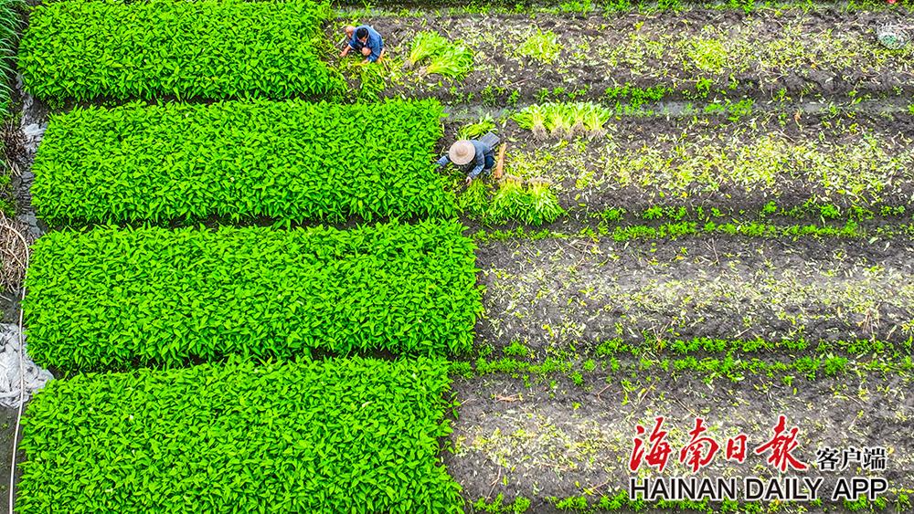 组图 视频|海口:希望的田野_新浪财经_新浪网