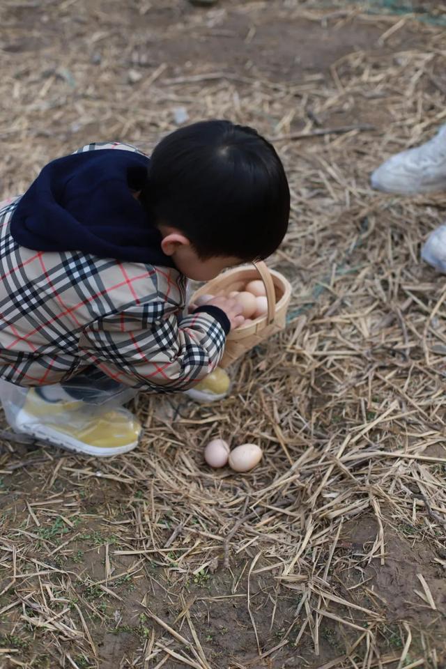 我们这次鸡窝摸蛋的活动场地就在这里,小朋友们在鸡窝间穿梭肆意冒险