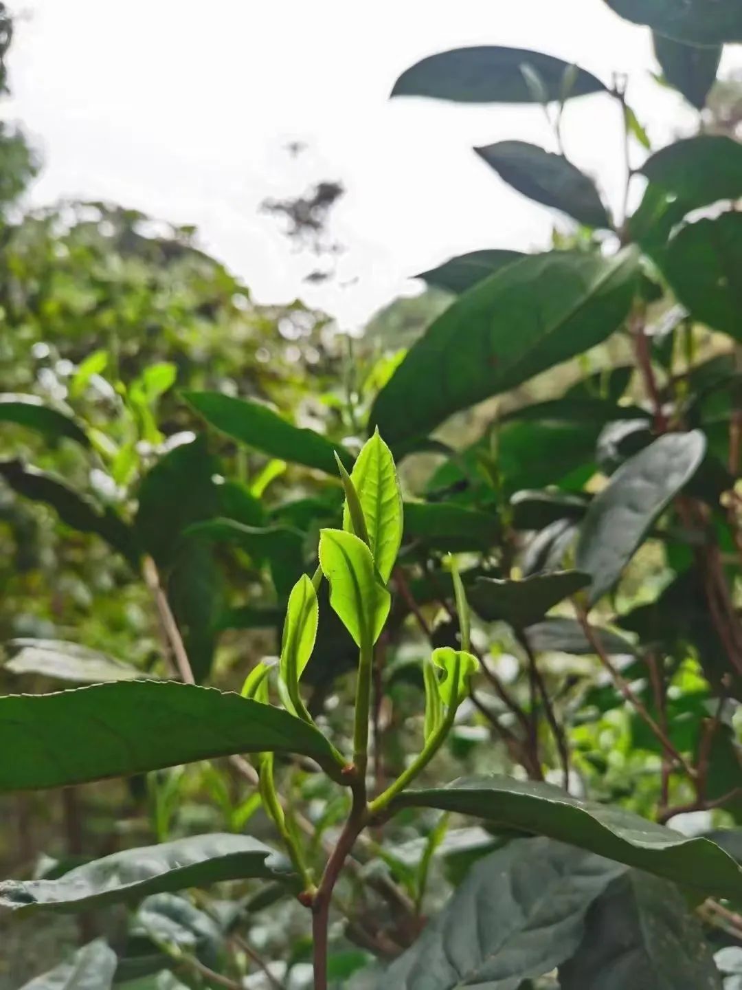 真正的"尖货",来了|恩施土家族苗族自治州_新浪财经_新浪网