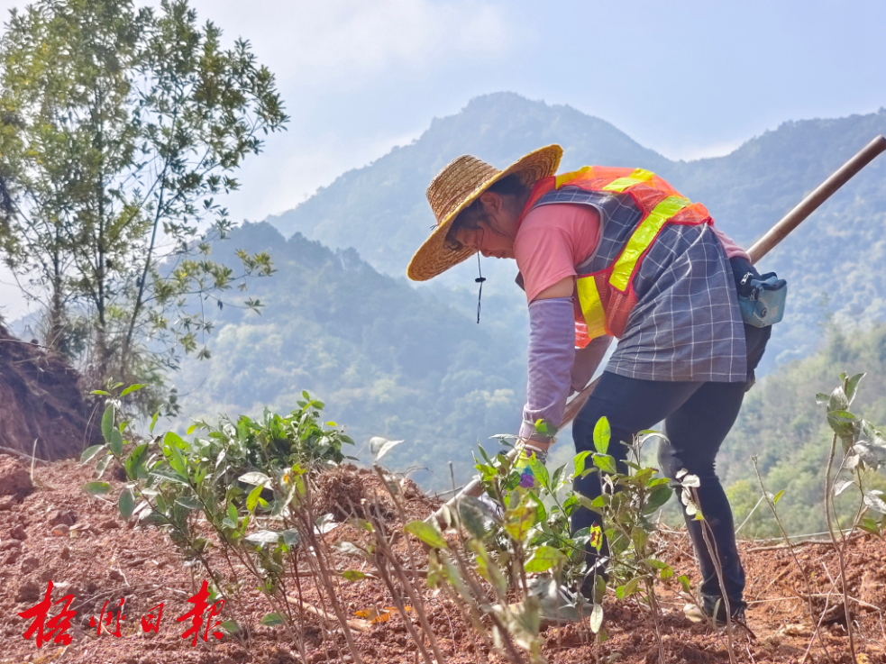 植树正当时 春季种茶忙丨长洲区掀起新一轮生态茶园建设高潮