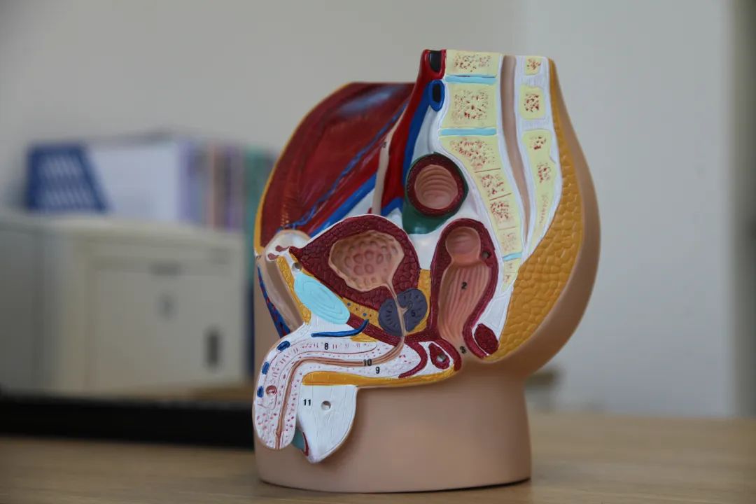 另外开展了孕期及产后的各种盆底相关型疼痛的治疗(如颈肩腰背痛,骶尾