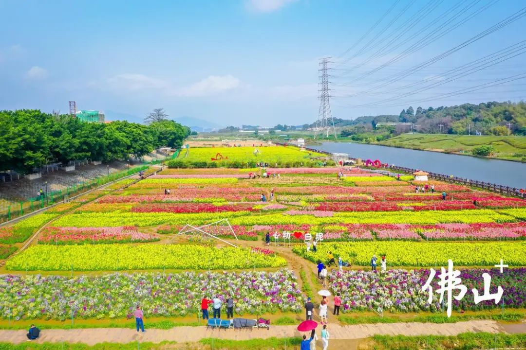 白坭镇七彩花田.梁宇聪/摄