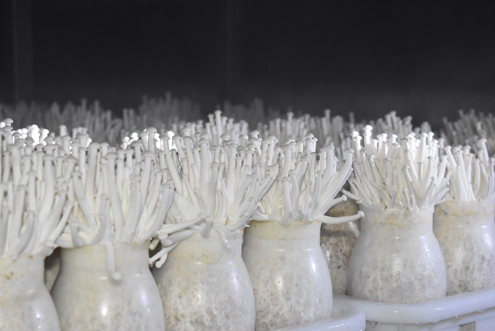 培育生长中的菌菇据了解,工厂化模式生产,除能在生产上"加速"外,无