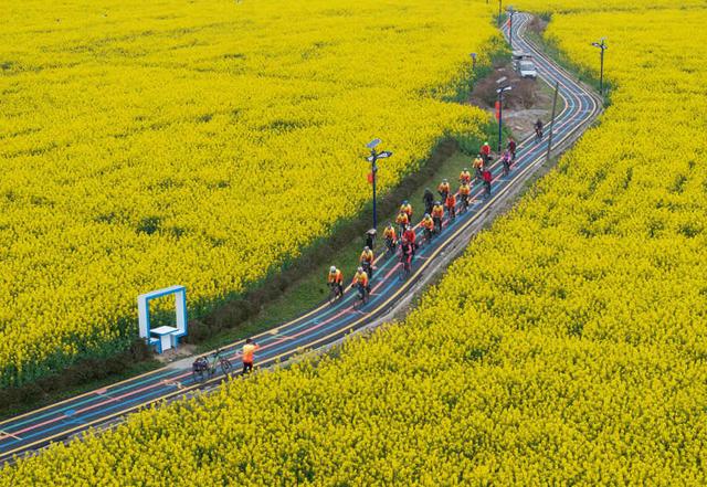 油菜花开正当时,"美丽经济"促振兴_新浪财经_新浪网