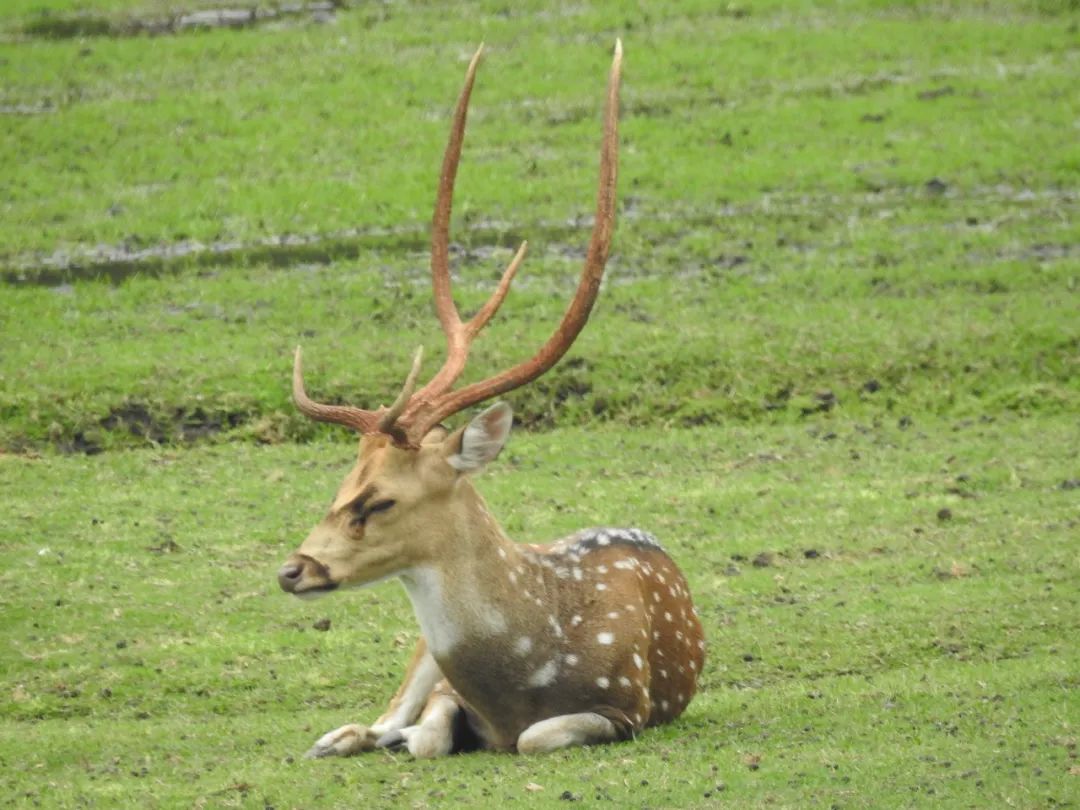 "僵尸鹿"病毒扩散多国,传人风险多大?|美国_新浪财经_新浪网
