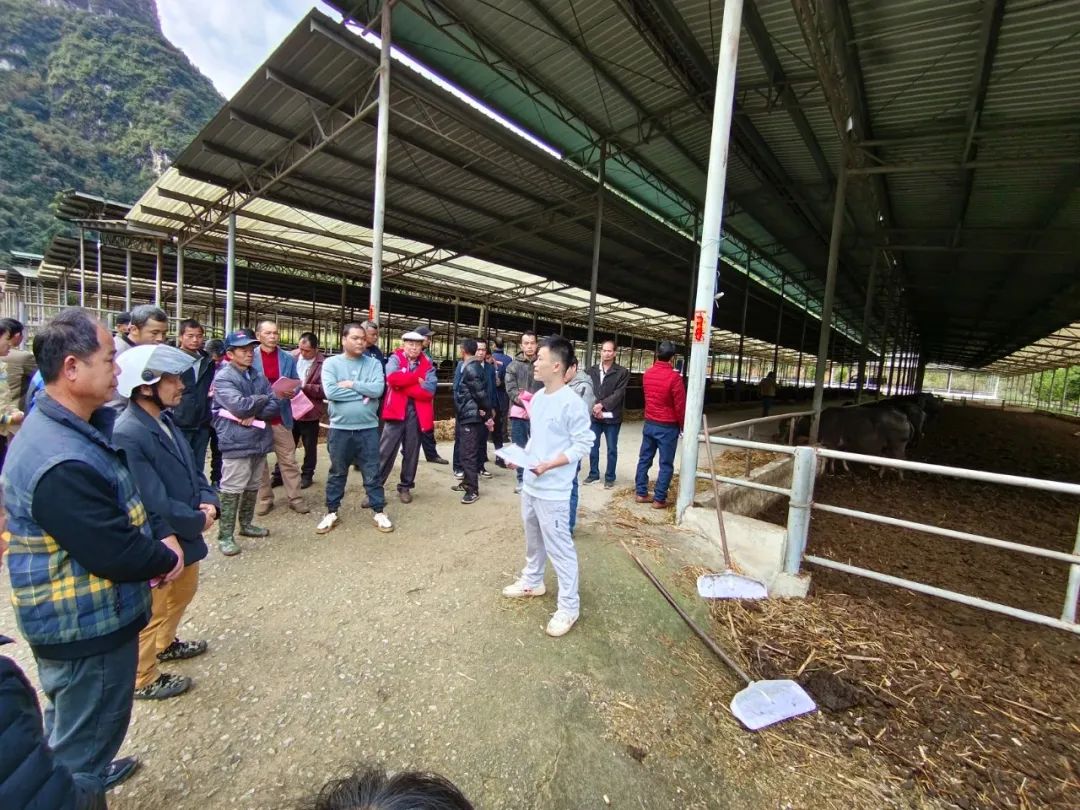 黎建锋进行培训授课,对当前龙州县"百千万"户养牛产业发展助力兴边