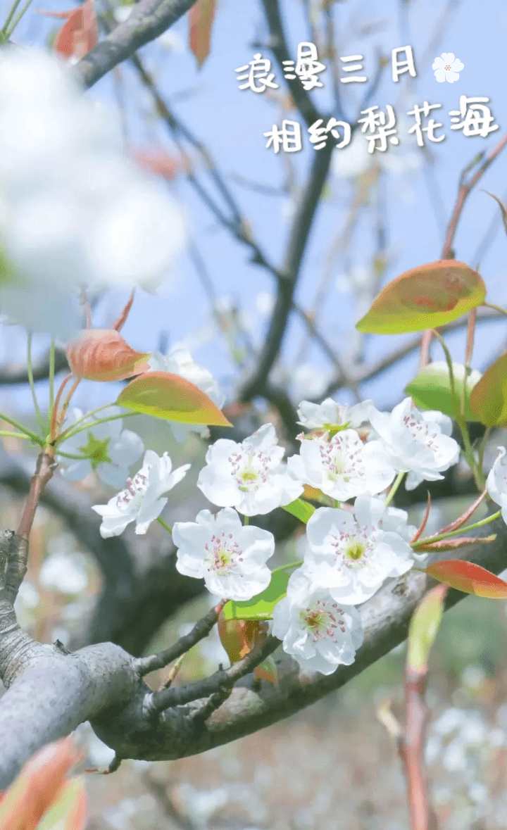 梨花_新浪财经_新浪网
