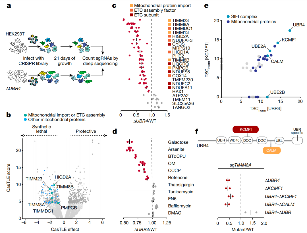 猫会应激你也会!