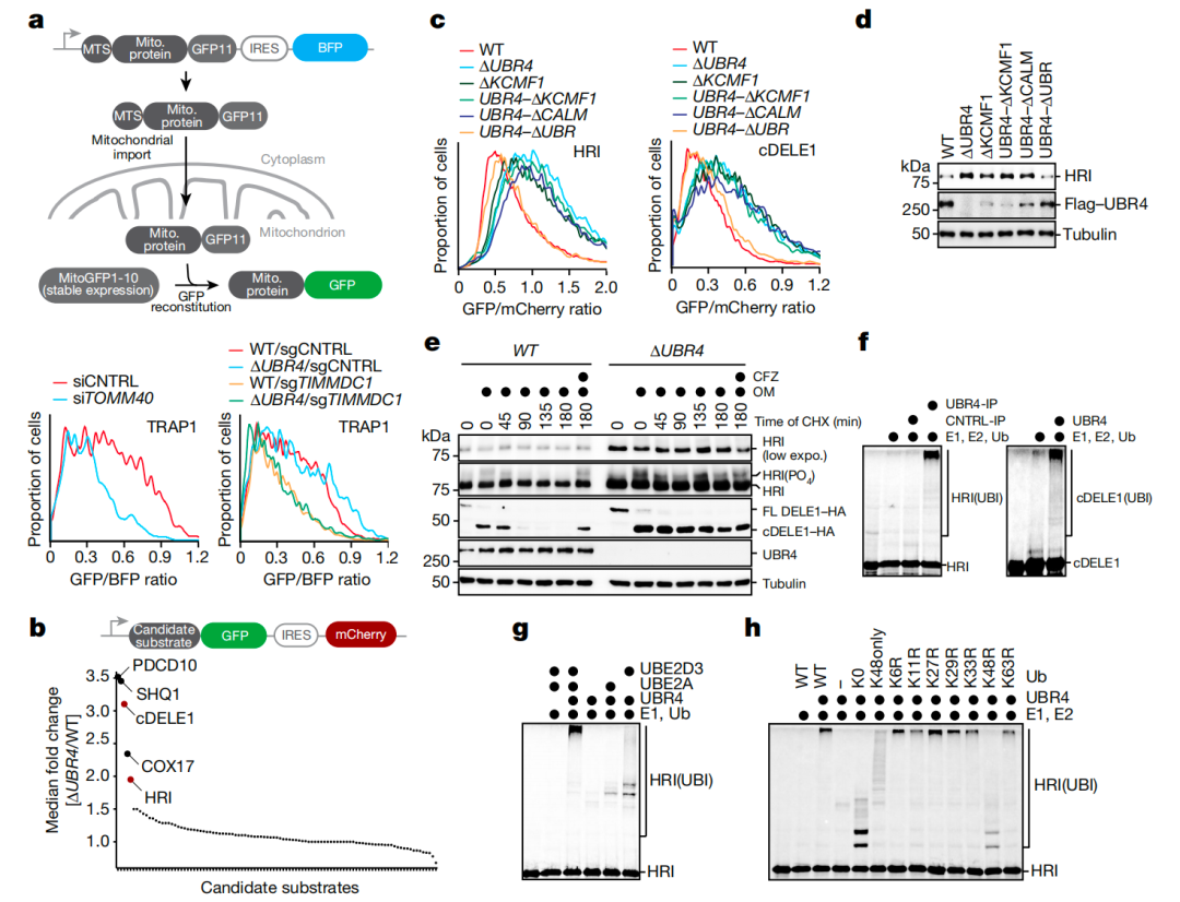 猫会应激你也会!