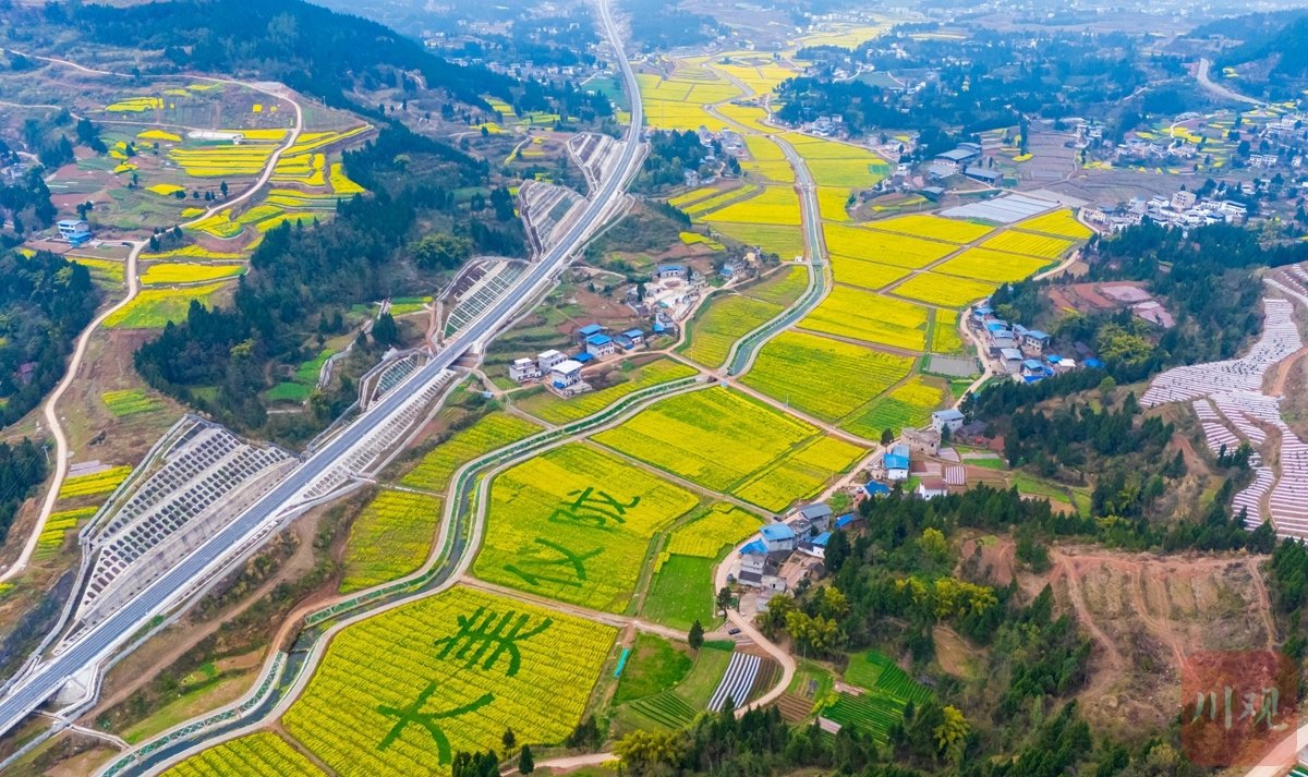 c视频丨南充仪陇:万亩油菜花绽放扮靓乡村|油菜花_新浪财经_新浪网