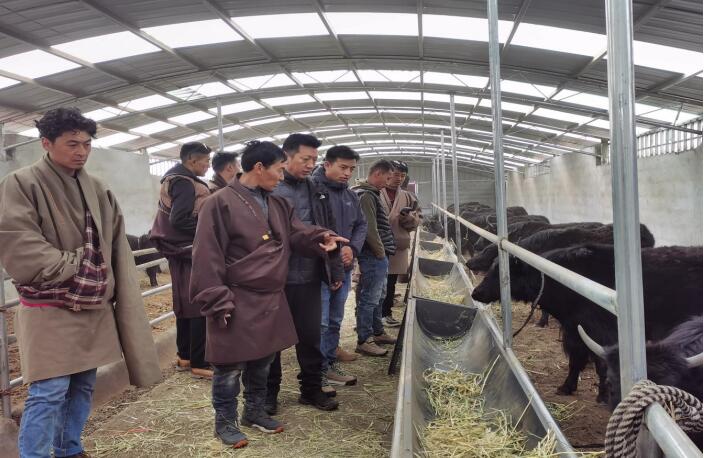 玛曲:"冬训"赋新能 起笔绘新卷_新浪财经_新浪网