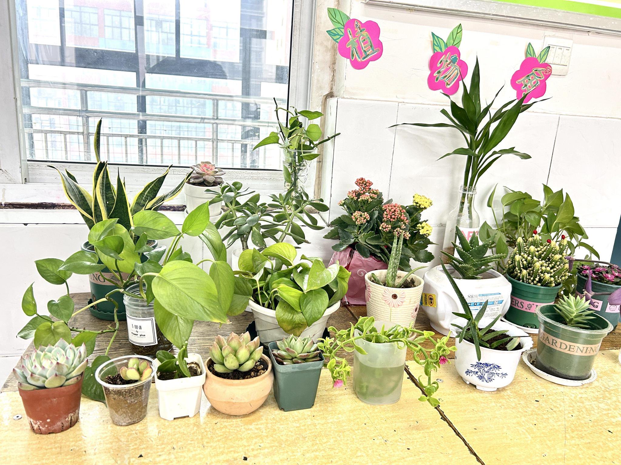 三月春光至 正"植"添绿时 郑州高新区长椿路小学开展"植树节"实践活动
