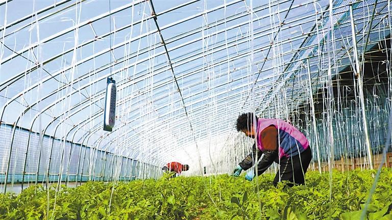 科学套种促增收 乡村振兴新引擎