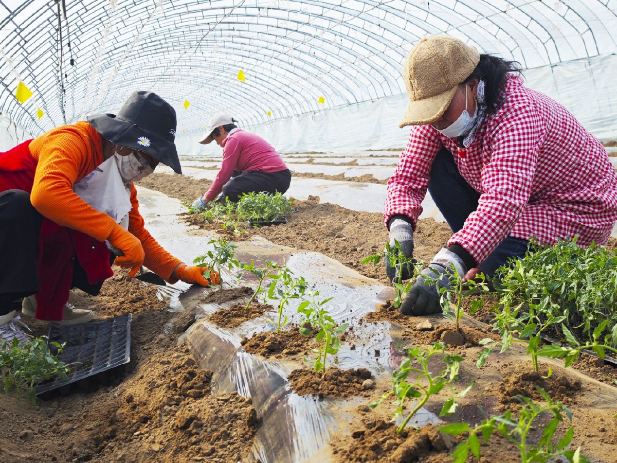 村民正在移栽番茄苗. 记者 常鸣/摄