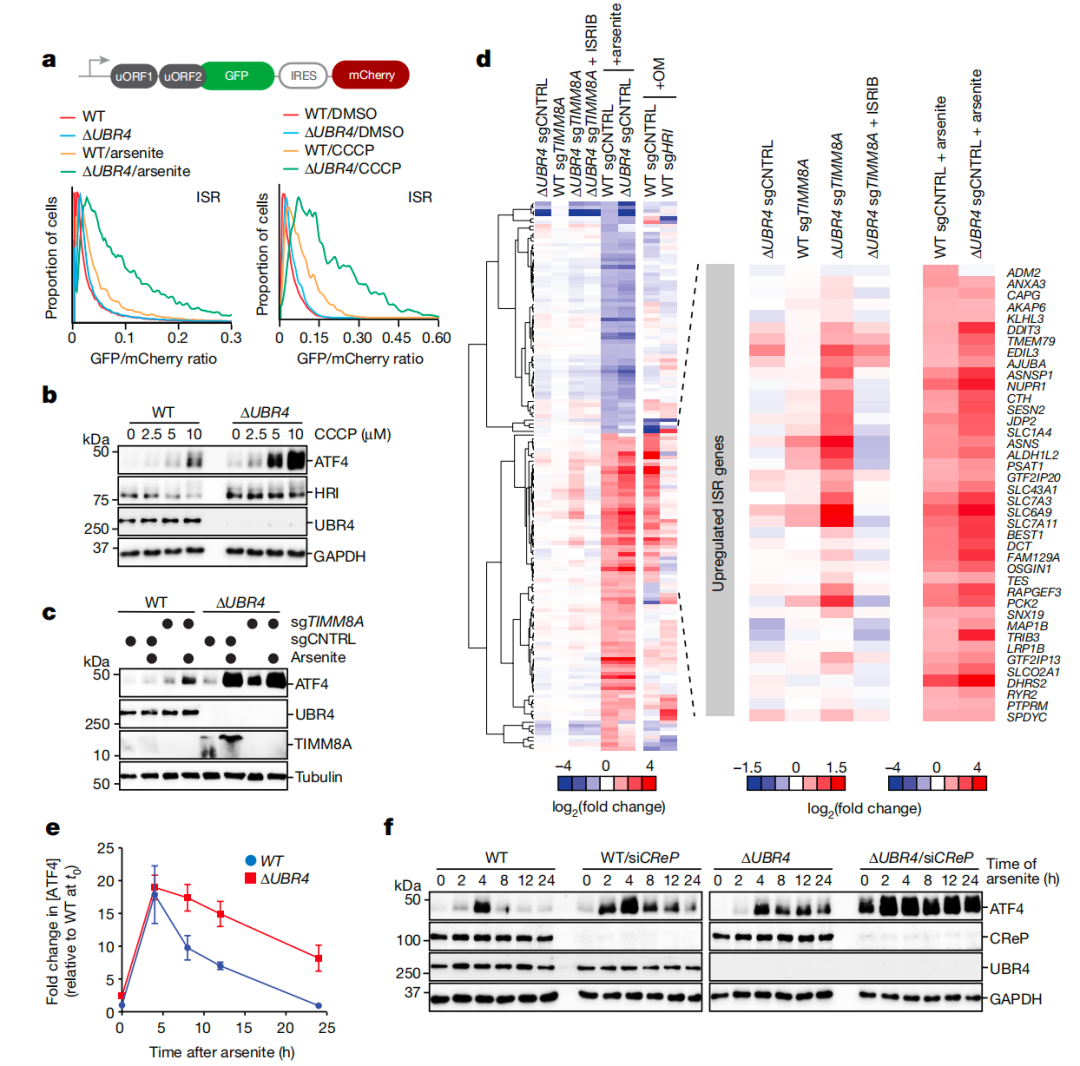 猫会应激你也会!