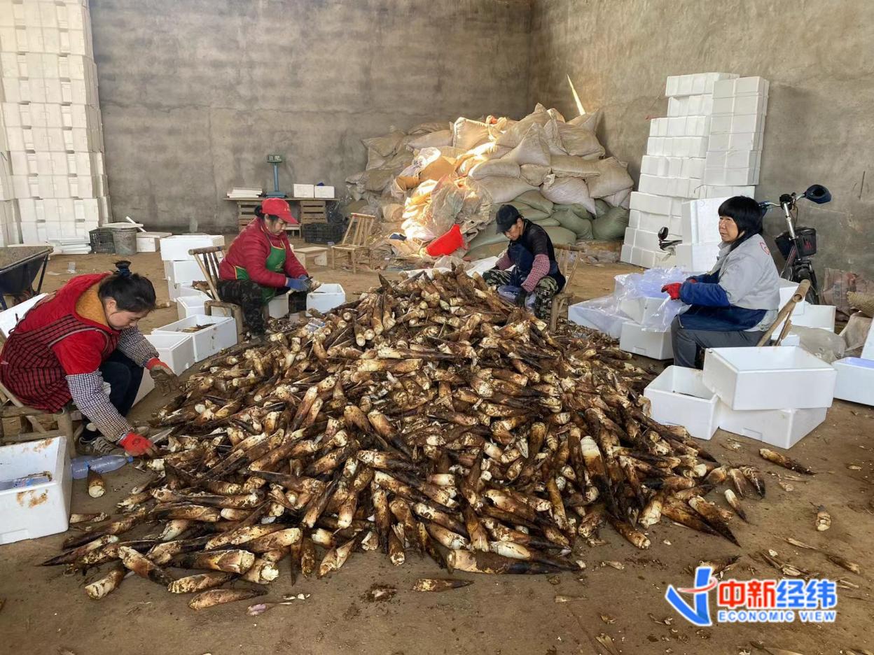 建瓯市位于福建北部,闽江上游,武夷山脉东南侧,该地竹资源丰富,毛竹立