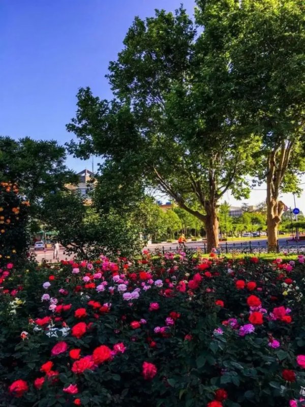 08边淑媛北戴河区月季园万物生长的好时节当然要来一趟秦皇岛收获