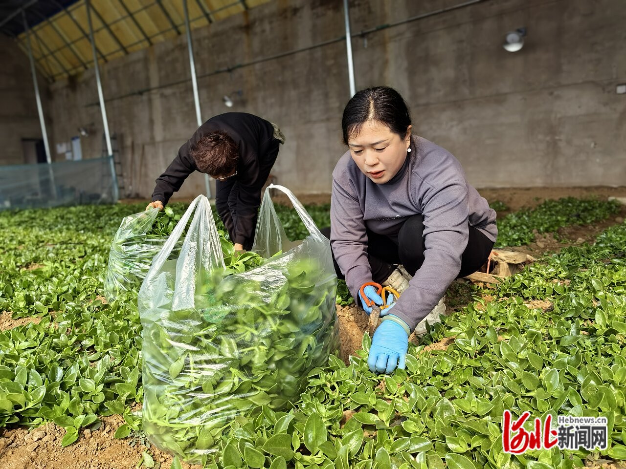 "3月13日上午,在秦皇岛市北戴河区牛头崖镇蒲兰湖农业