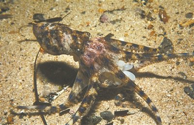 警惕误食蓝环章鱼引发中毒|郑小东_新浪财经_新浪网