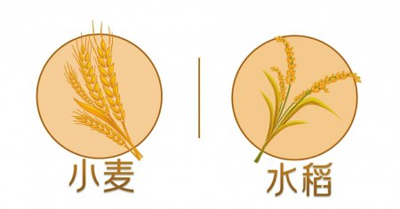 大米脱壳就能吃 小麦为啥要磨成面粉呢?|小麦_新浪财经_新浪网