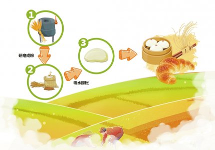 小麦制作面食示意图.制图苏佳馨