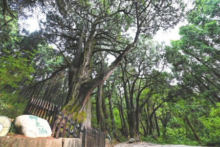 广元市剑阁县翠云廊树龄约2300年的“帅大柏”。新华社资料图片