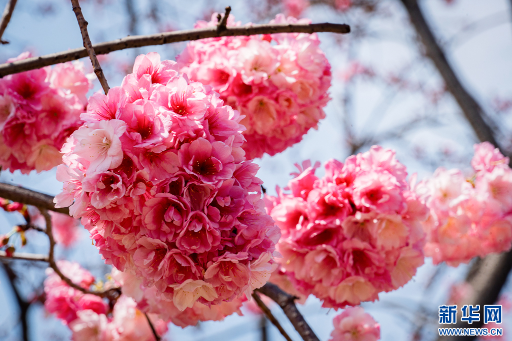 繁花锦簇的圆通山公园(3月9日摄).新华网发(郑益 摄)