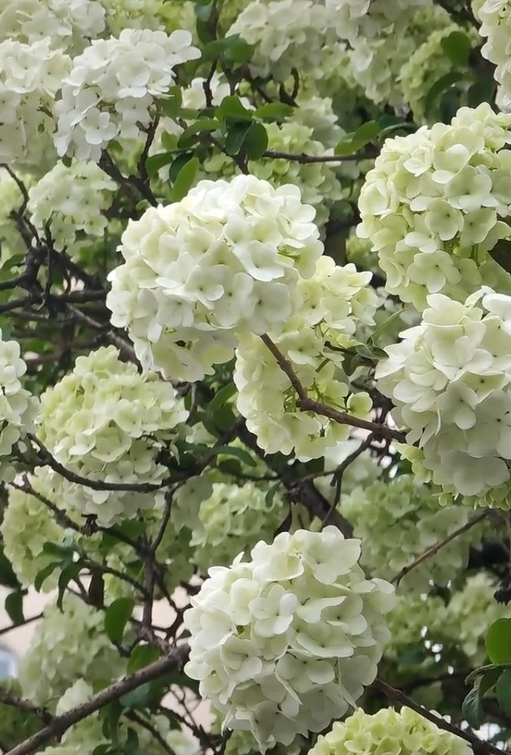 "醉美永州赏花季",邀你共赴十场春日花事_新浪财经_新浪网