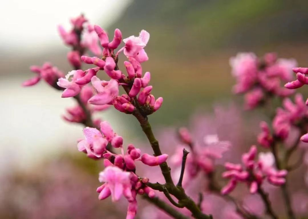 "醉美永州赏花季",邀你共赴十场春日花事_新浪财经_新浪网