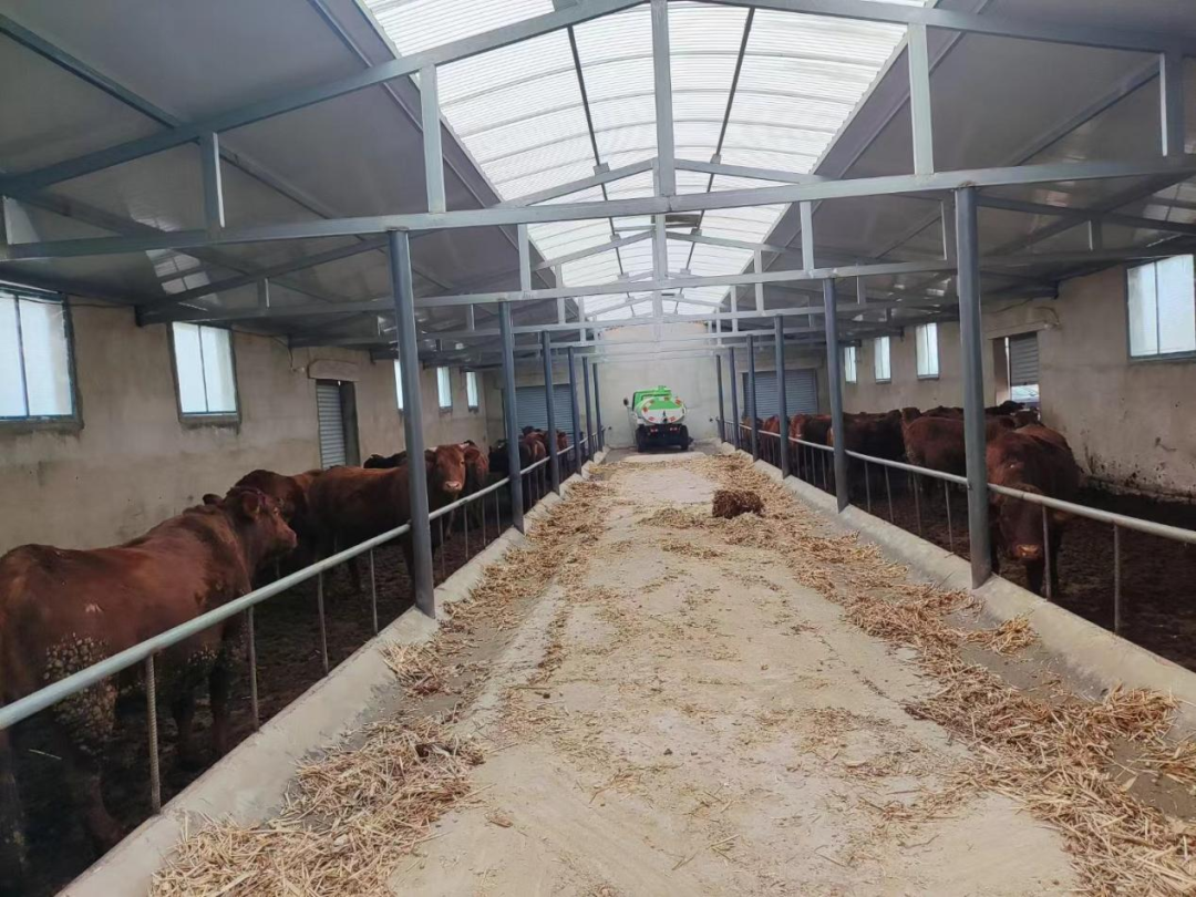 内干净整洁,几百头牛膘肥体壮,养殖工人正在熟练的给各个牛槽里加饲料