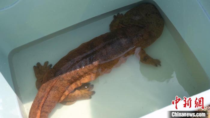 大鲵对生长环境要求严格,它们只在优质水源下才能存活.