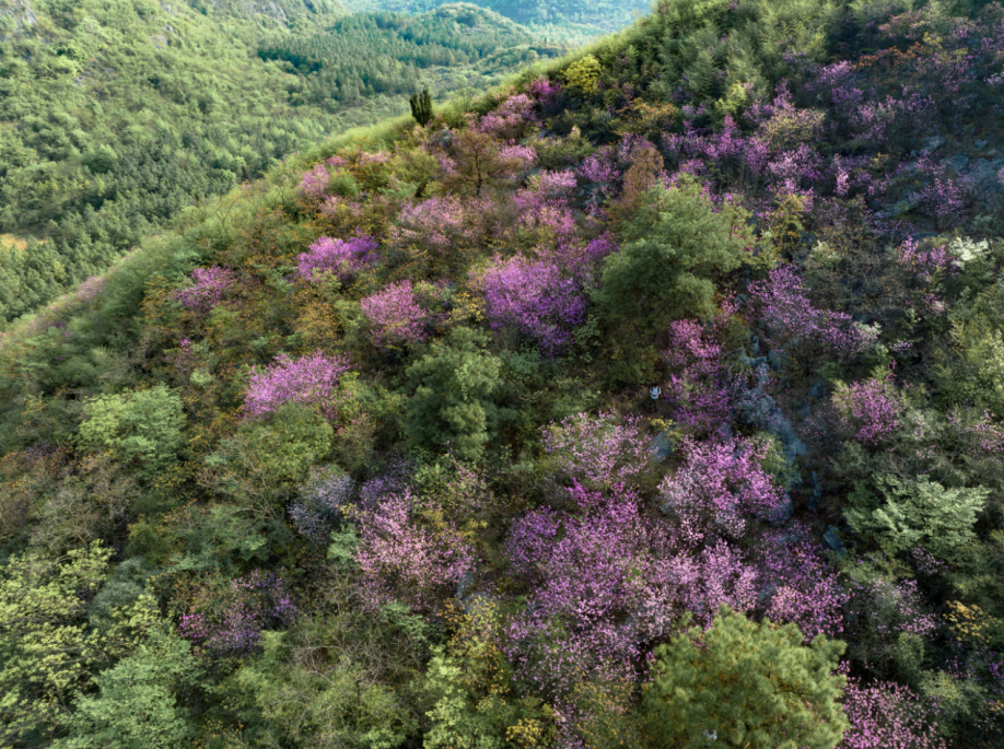 "醉美永州赏花季",邀你共赴十场春日花事_新浪财经_新浪网