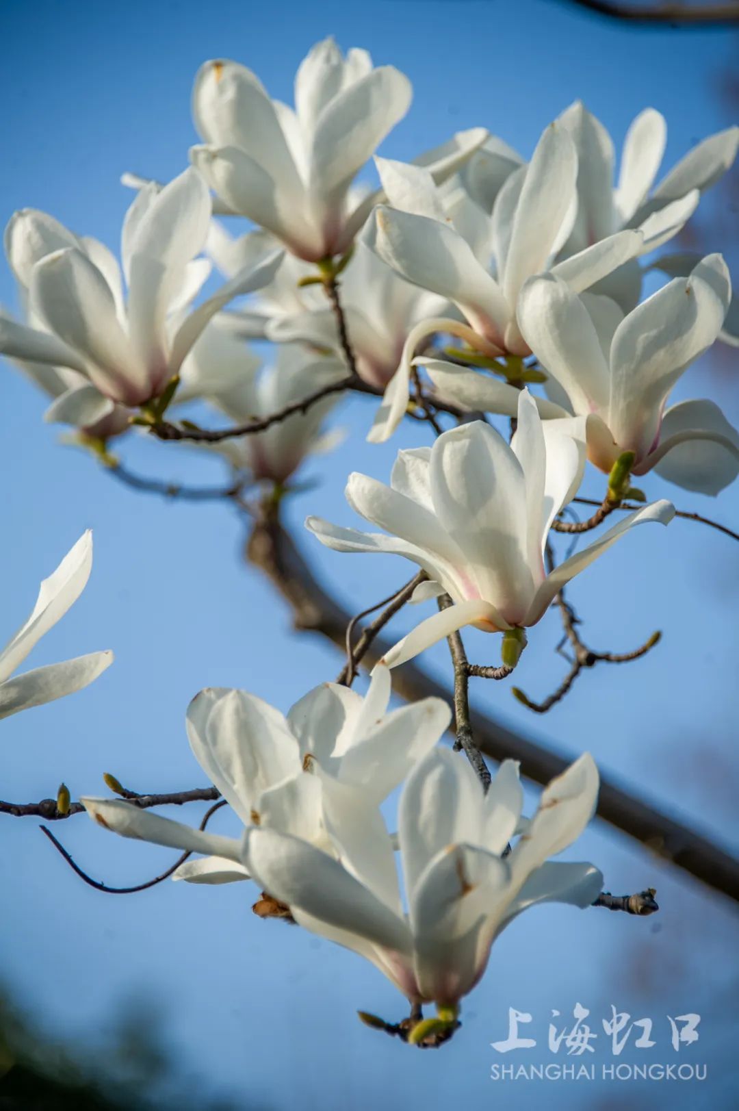 白玉兰和陆家嘴"四件套"限定同框,"市花"花期短暂速来这些地方观赏