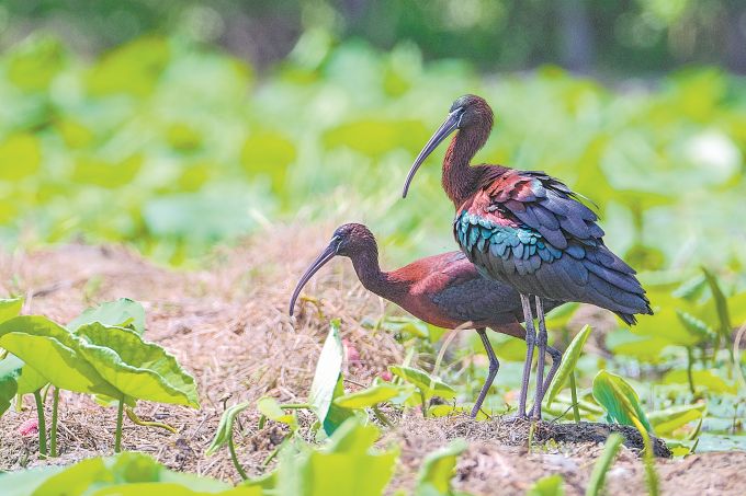 在成都拍到神秘七彩大鸟,太美了!_新浪财经_新浪网