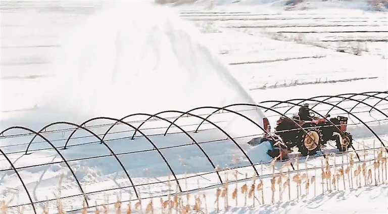 种植户正在清理大棚里的积雪.