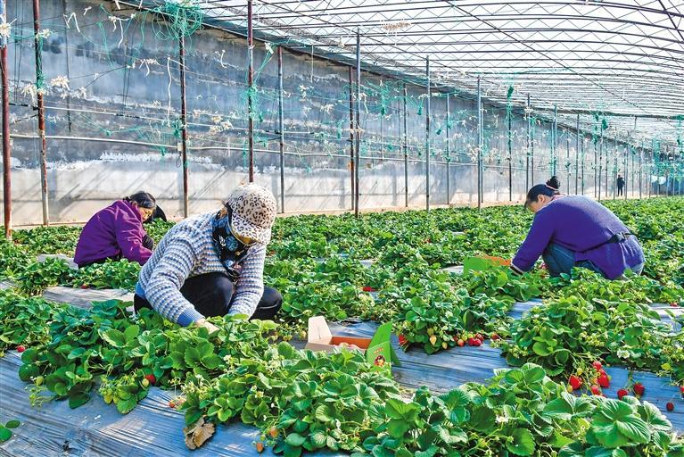 3月14日,济南市长清区归德街道唐李村村民在农业合作社大棚内采摘草莓