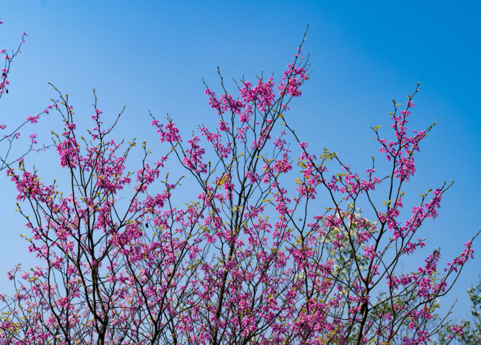 "醉美永州赏花季",邀你共赴十场春日花事_新浪财经_新浪网