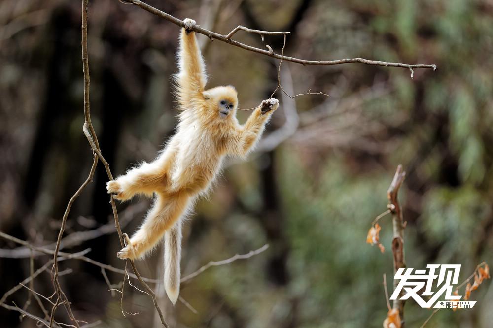 春天里的陕西丨生机盎然!秦岭野生金丝猴悠然下山