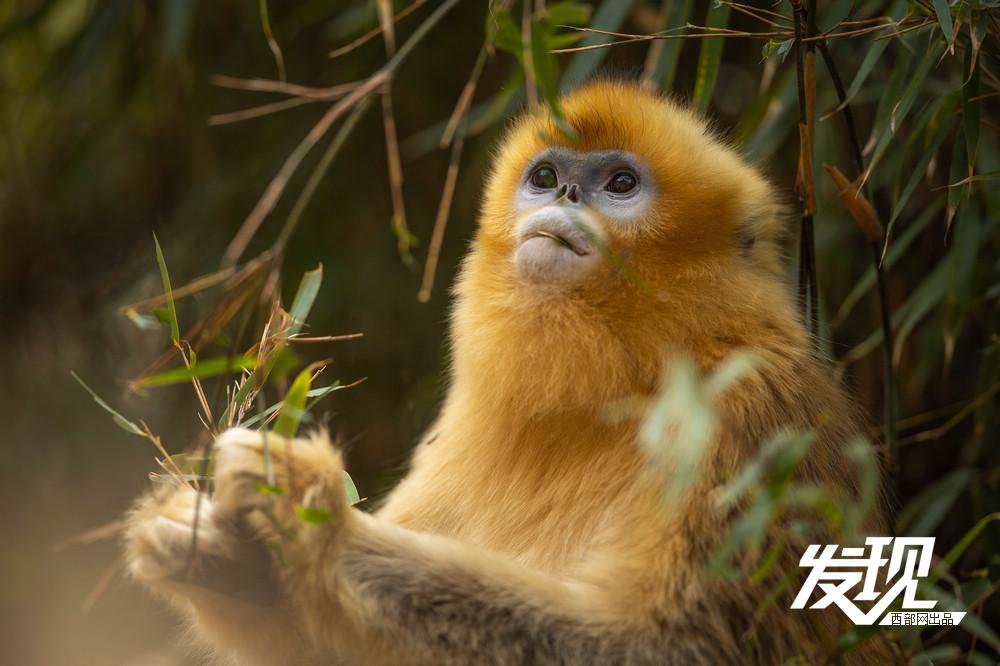 秦岭野生金丝猴悠然下山|秦岭_新浪财经_新浪网