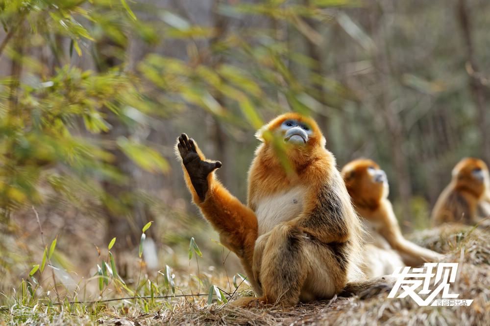 秦岭野生金丝猴悠然下山|秦岭_新浪财经_新浪网