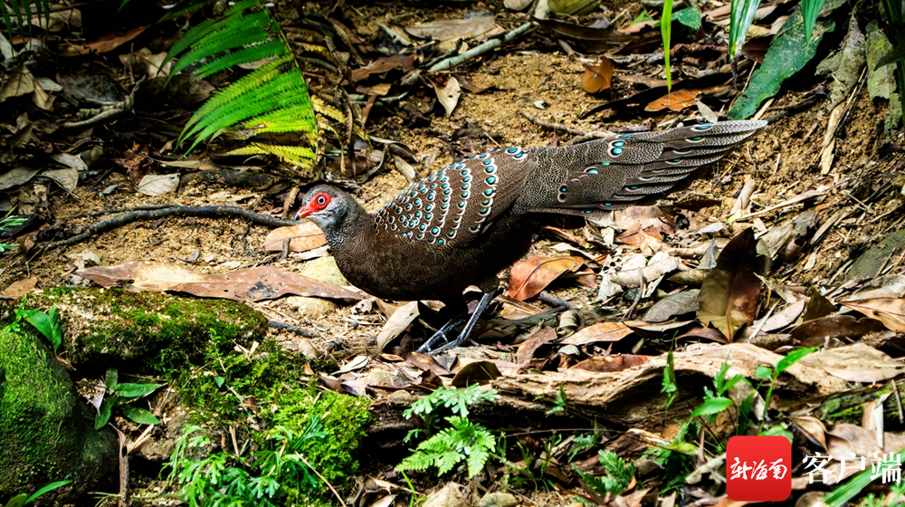海南孔雀雉现身尖峰岭觅食