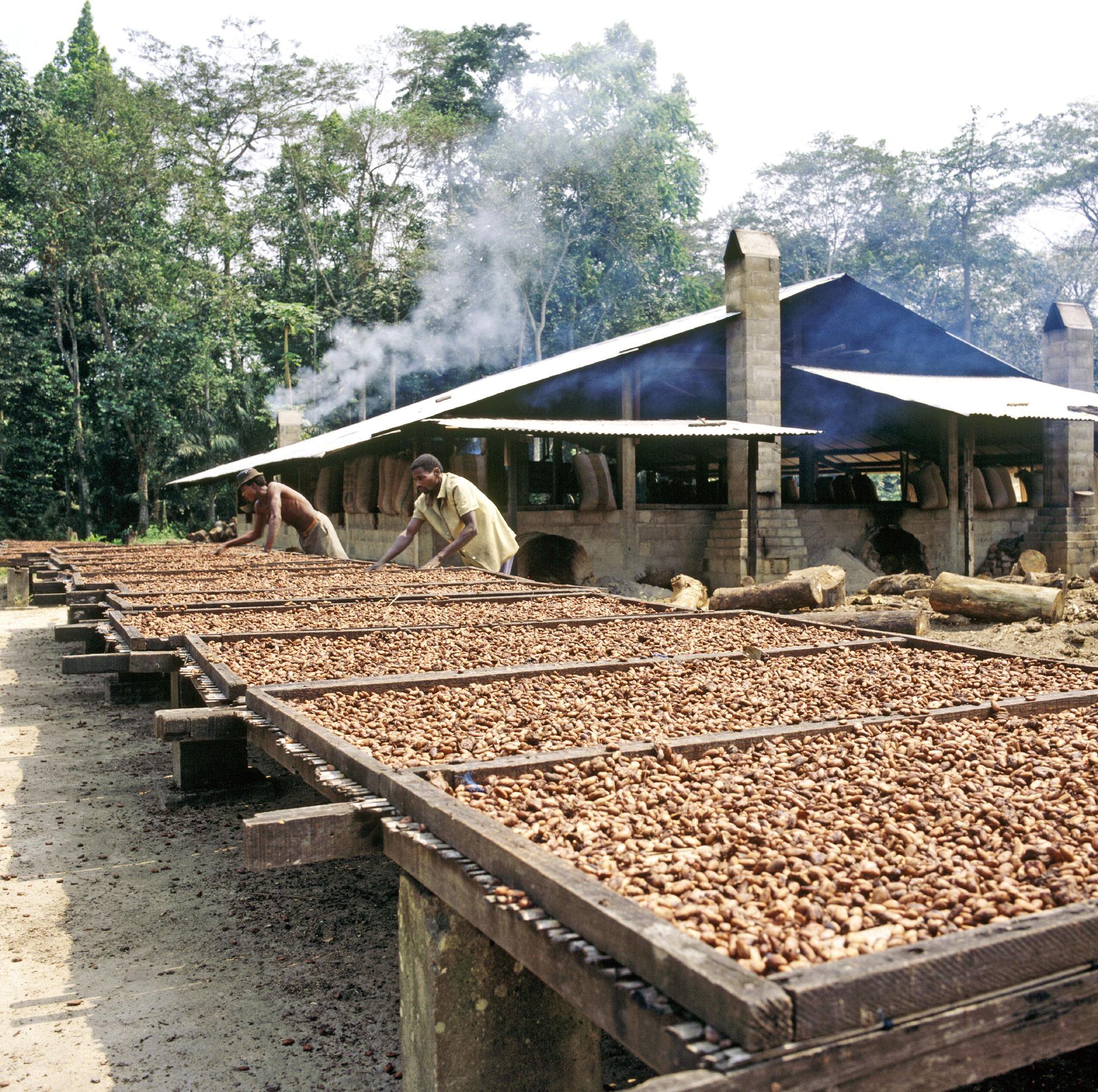 科特迪瓦居民在晾晒可可豆
